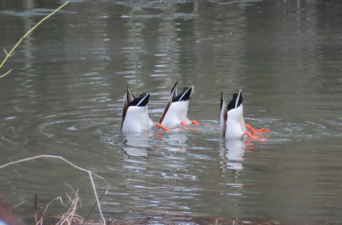 three ducks with heads underwater and feet up