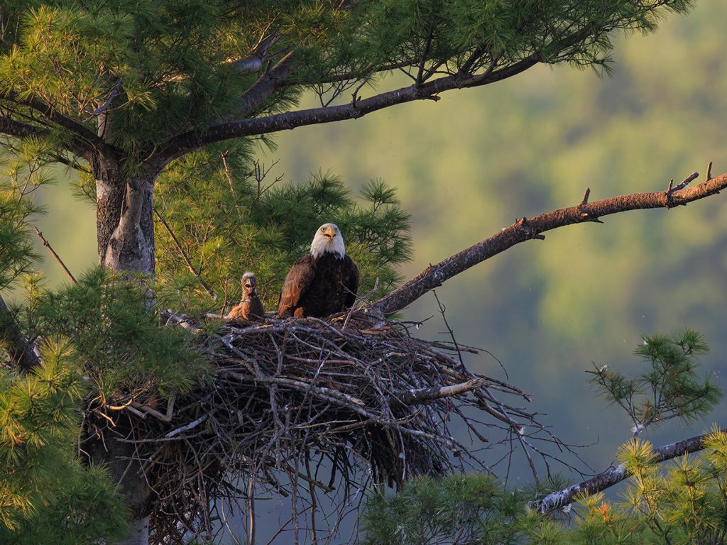 Bald Eagle baby and parent in nest